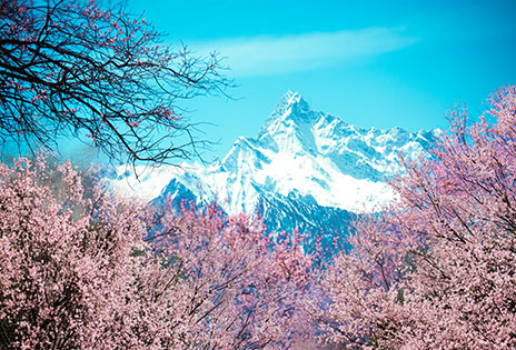 三生三世?林芝桃花7日（專業攝影版）Life After Life?Peach Blossom in Nyingchi 7 Days(Professional Photography Route)